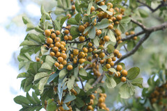 Diospyros montana